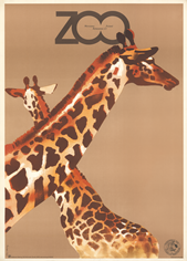 poster zoo-warsaw-giraffes, zoo-warszawa-zyrafy